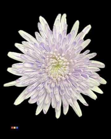 Chryzantéma veľkokvetá Topspin Dusty Pastel Milka • 70 cm
