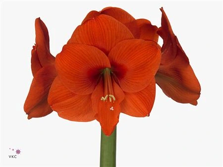 Amarylis Naranja • 75 cm