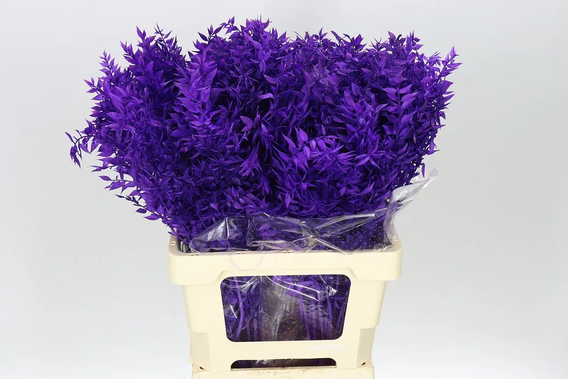 Ruskus Purple • 65 cm