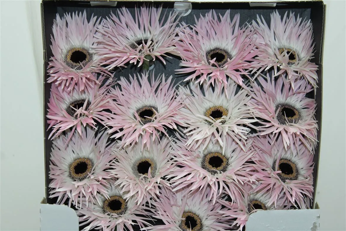 Gerbera Diamond Spider Cupido • 55 cm