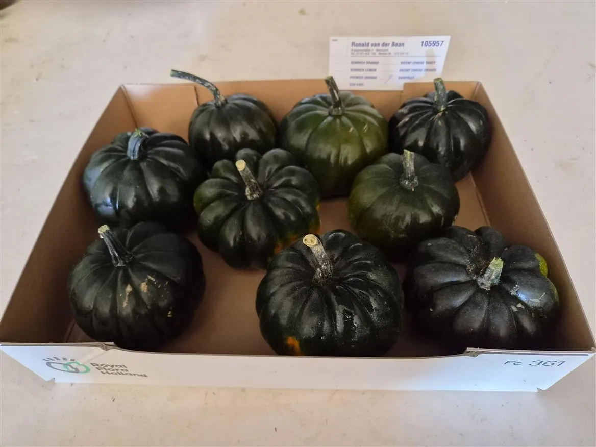 Cuc Maxima Green