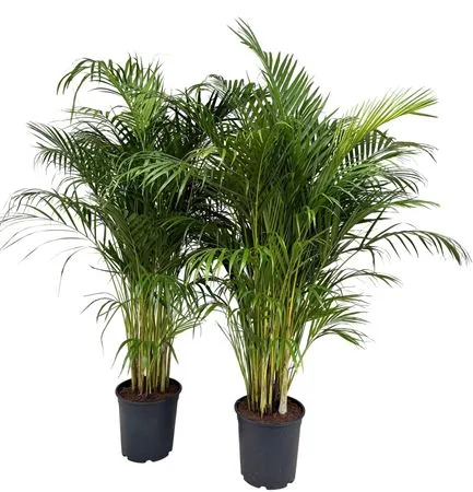 Chrysalidocarpus Areca • črepník 27 cm
