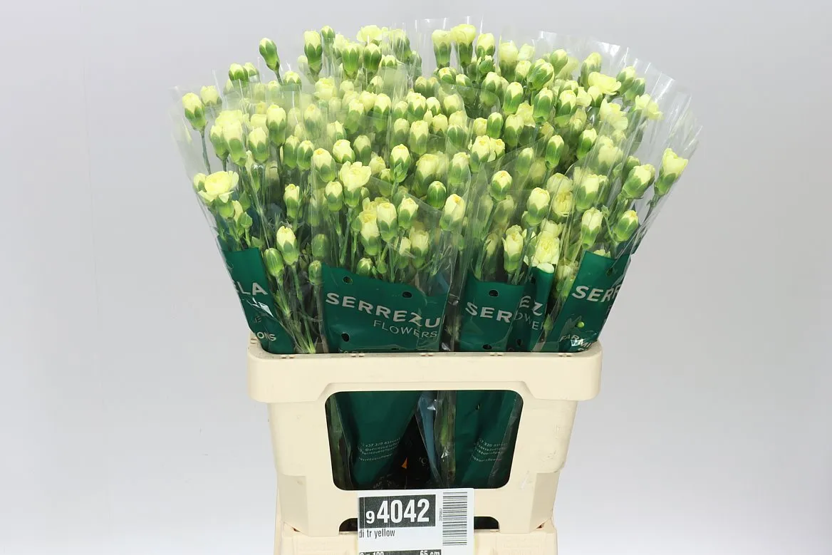 Di Tr Yellow • 65 cm