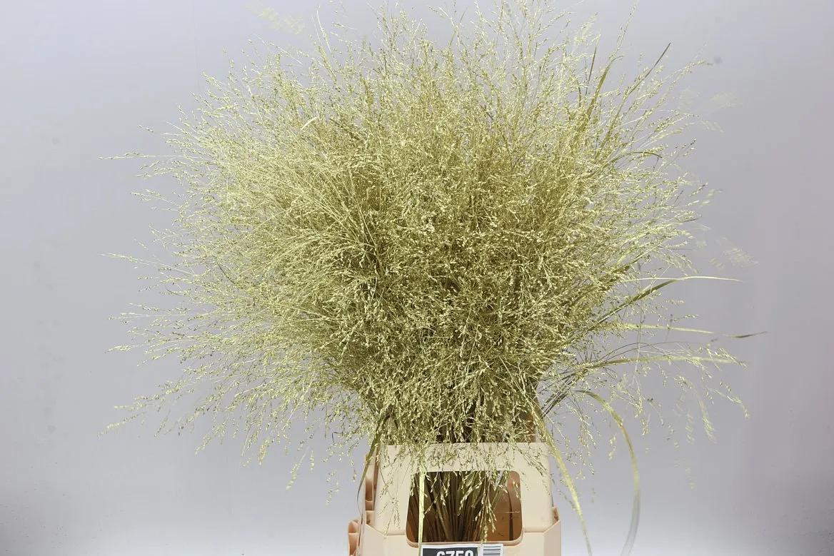 Panicum farbené Gold • 95 cm