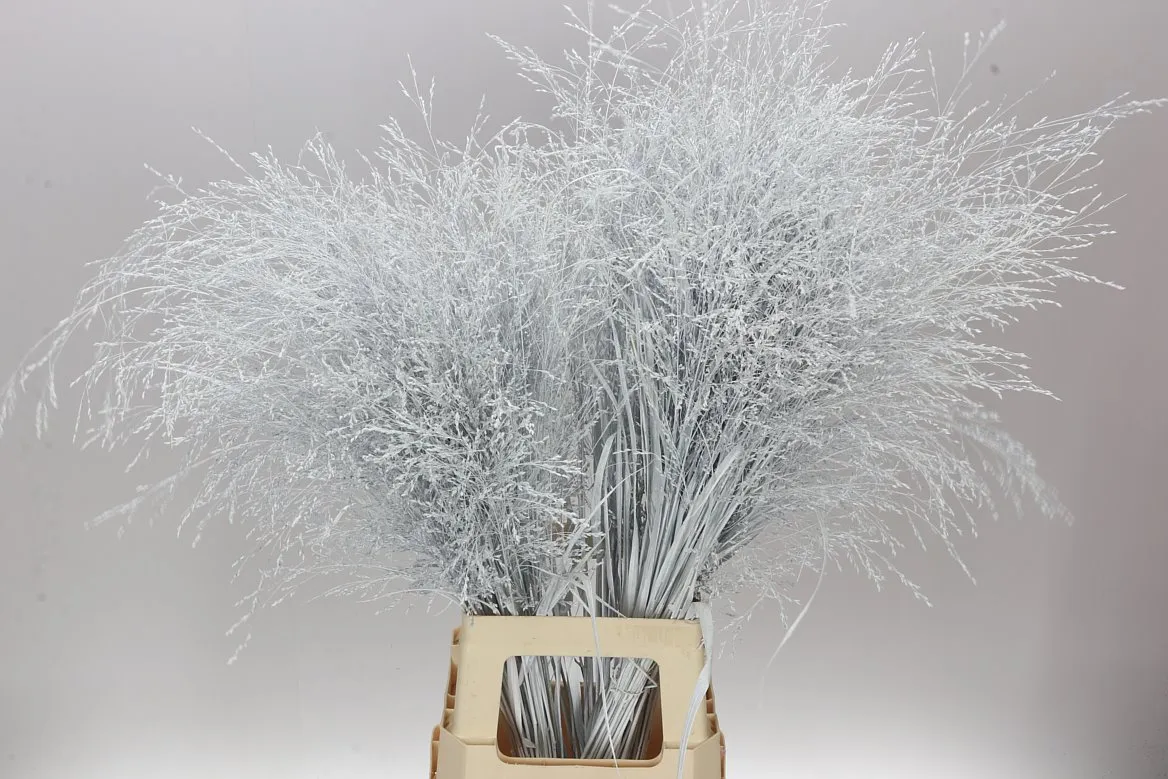Panicum farbené White • 90 cm