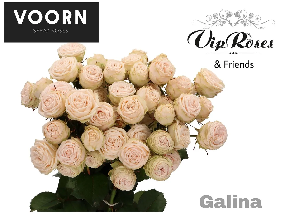 R Tr Galina • 70 cm