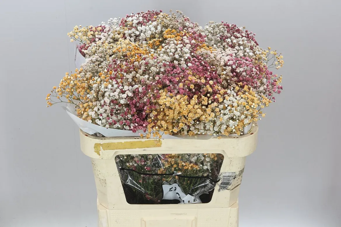 Gypsofila Xlence farbená Autumn • 80 cm