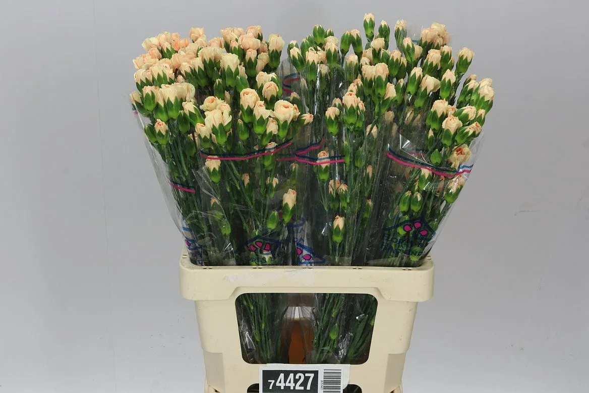 Di Tr Gold • 65 cm