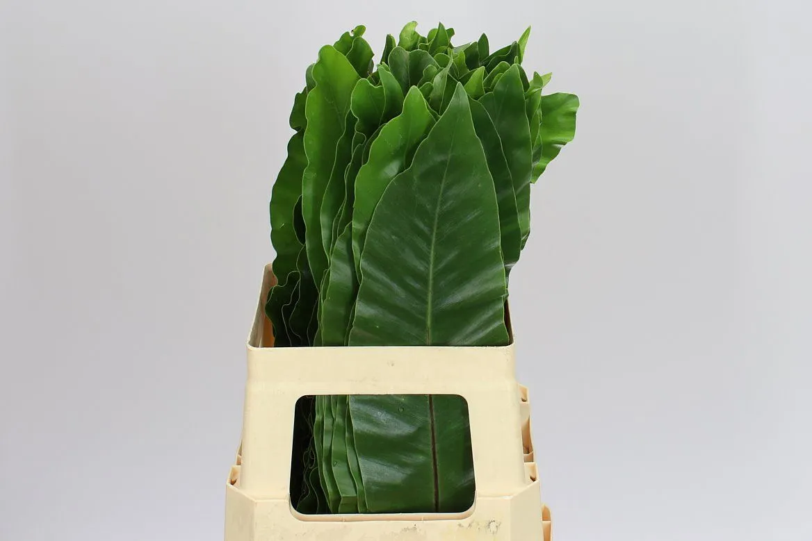 Asplenium Nidus Leaf • 60 cm
