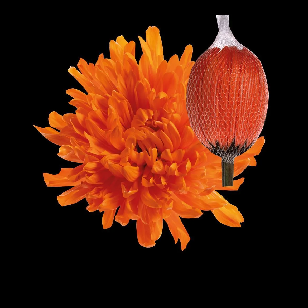 Chryzantéma veľkokvetá Antonov Orange • 70 cm