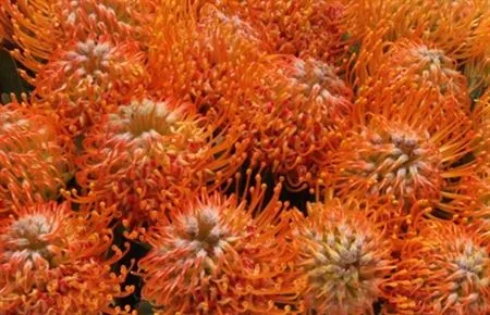 Leucospermum Soleil • 50 cm