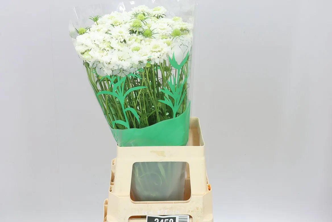 Scabiosa Atr Focal White Improved • 70 cm