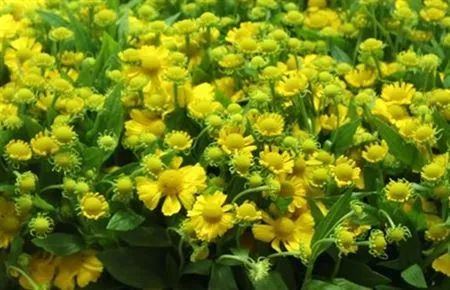 Helenium Yellow • 60 cm