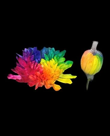 Chryzantéma veľkokvetá Antonov Rainbow • 70 cm
