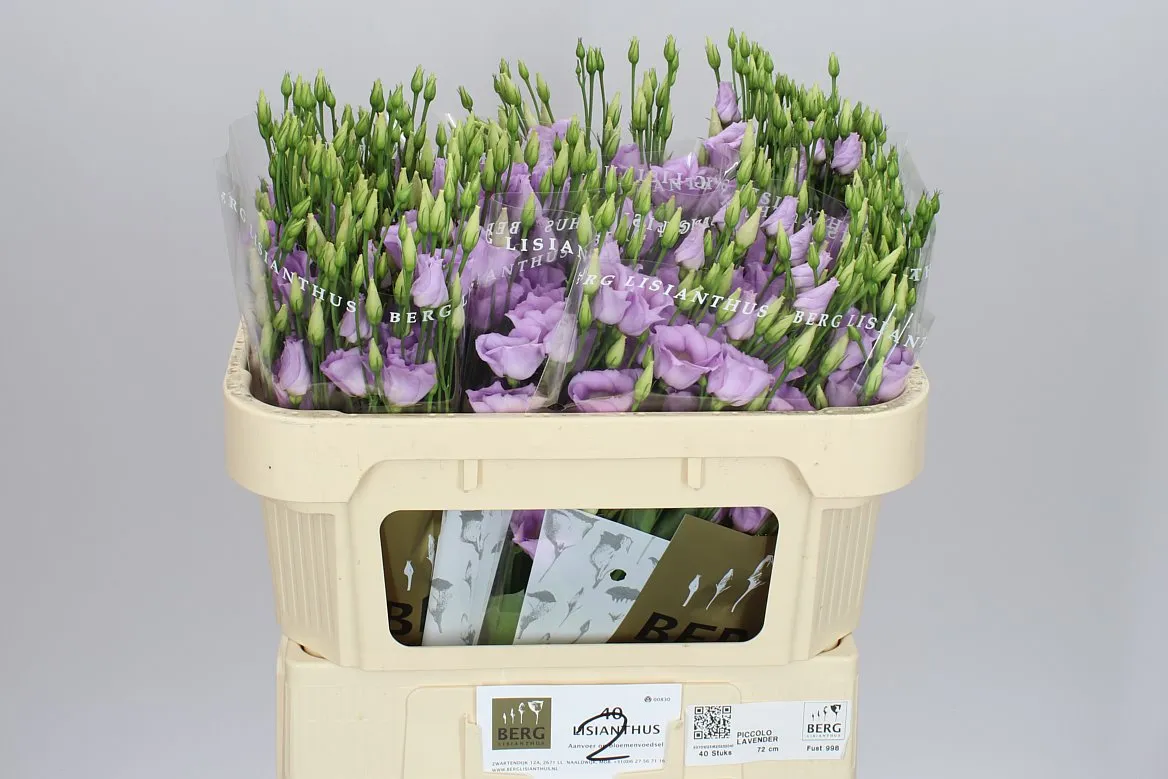 Eustóma jednoduchá Piccolo Lavender • 72 cm