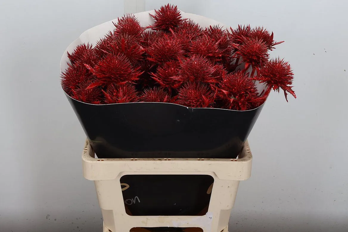 Eryngium Wx Lichtrood • 60 cm