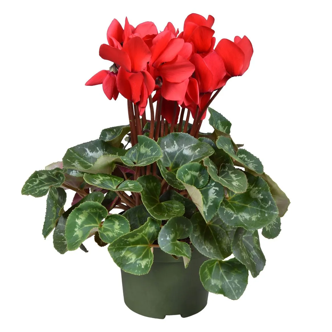 Cyclamen Gr Rood • črepník 13 cm