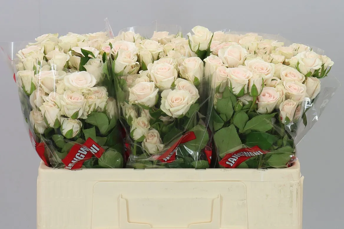 Ruža trsová Royal Porcelina Imp • 50 cm