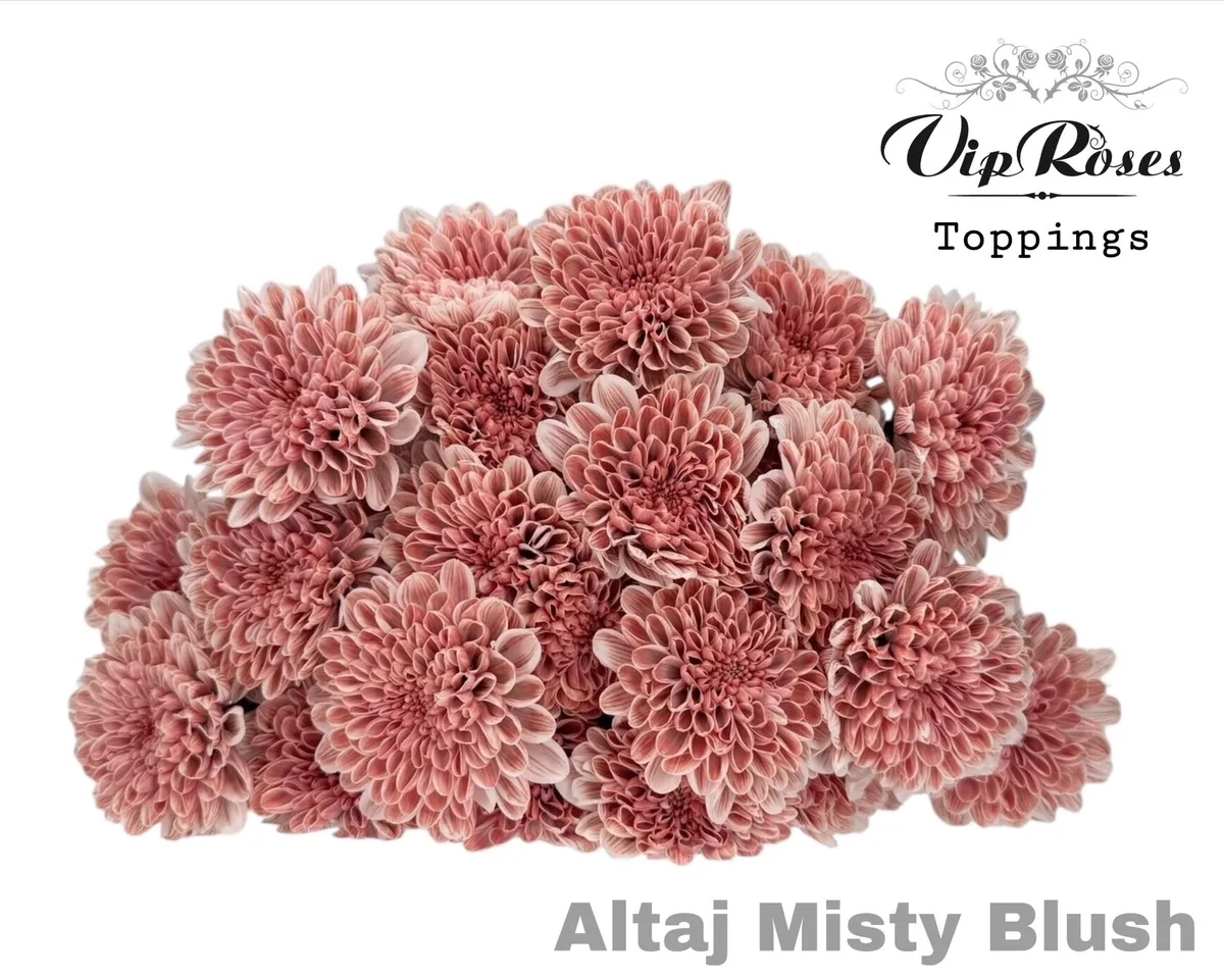Chryzantéma trsová Altaj Misty Blush • 65 cm