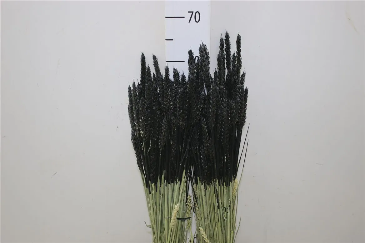 Wheat Naturel Dark Black, sušené