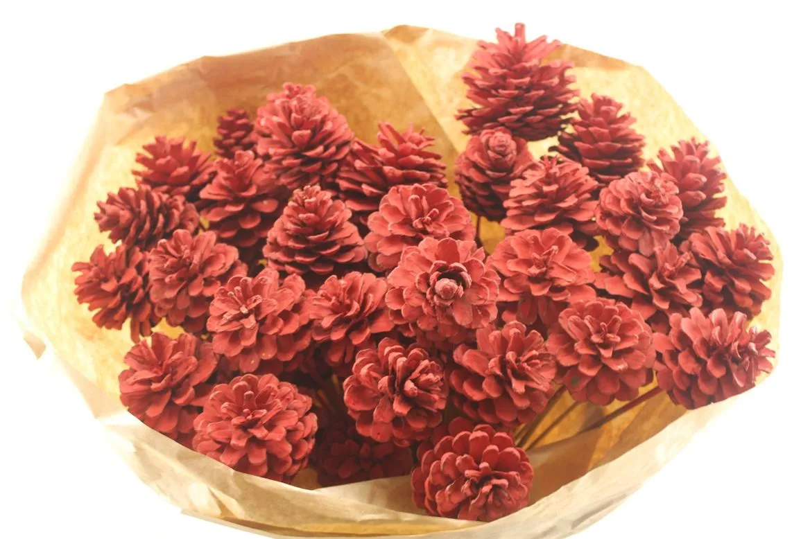 Pine Cone Red, sušené • 50 cm