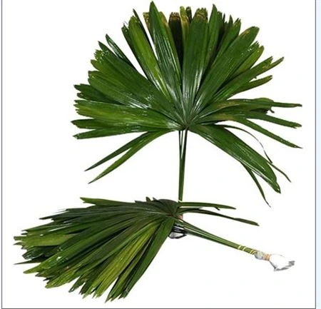 Palmový list Raphis • 60 cm
