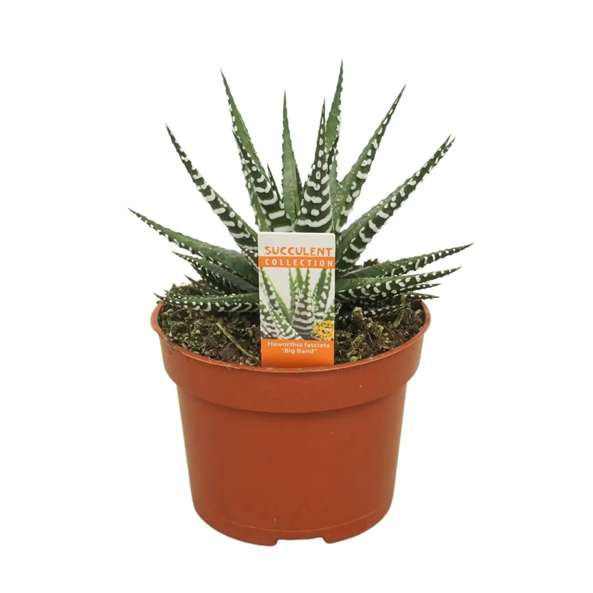 Haworthia Big Band • črepník 10,5 cm