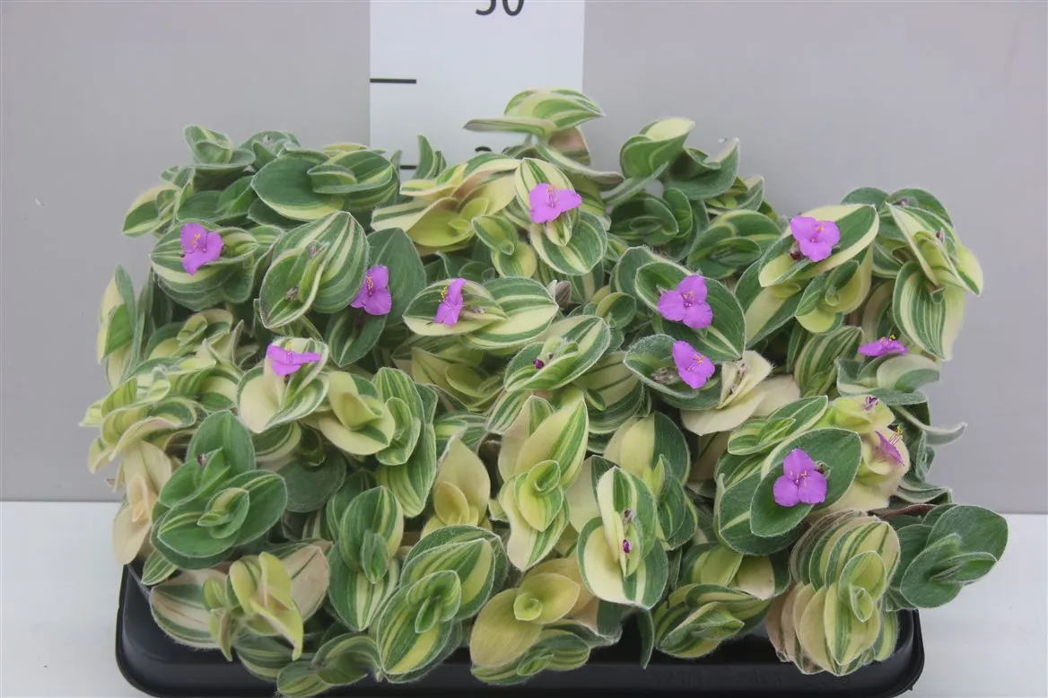 Tradescantia Variegata • črepník 10,5 cm