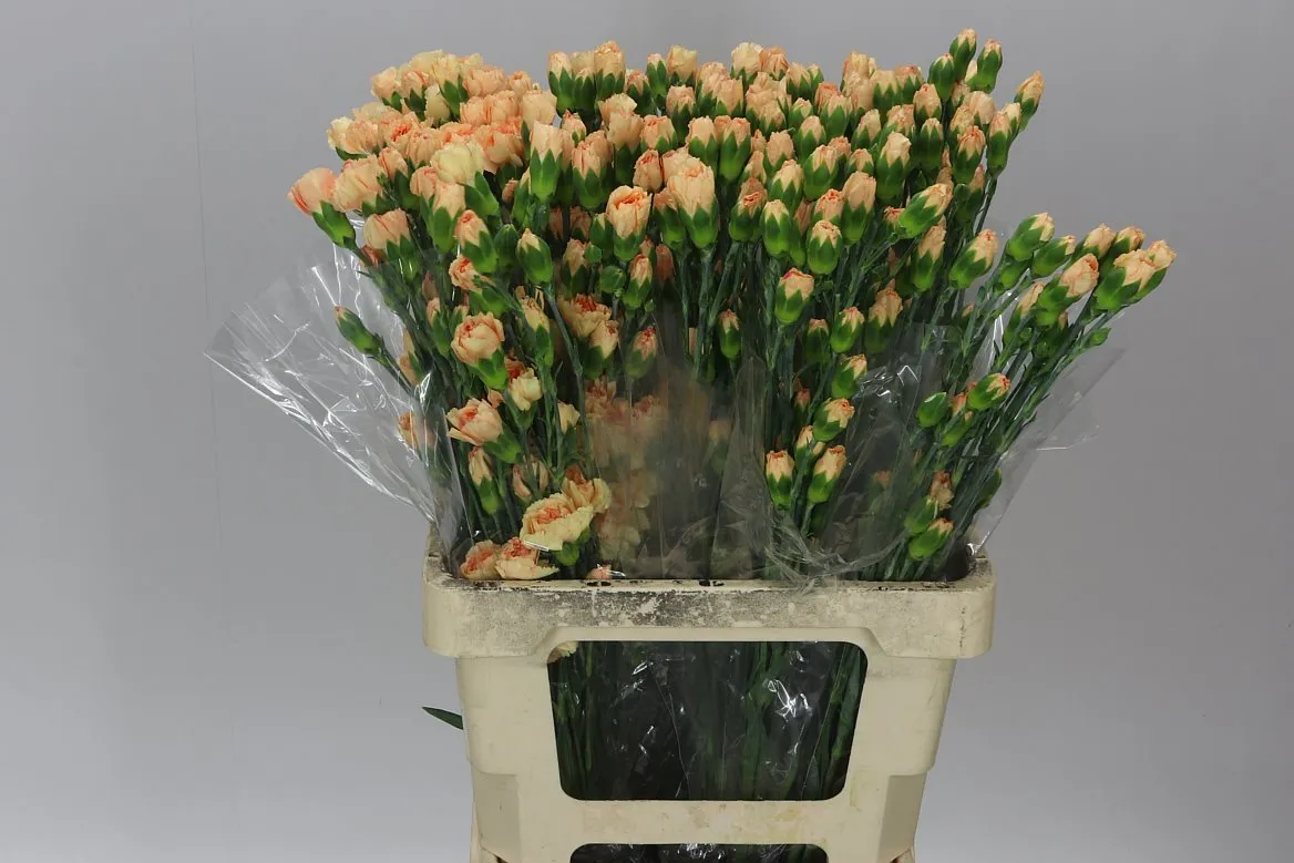 Karafiát trsový Gold • 65 cm