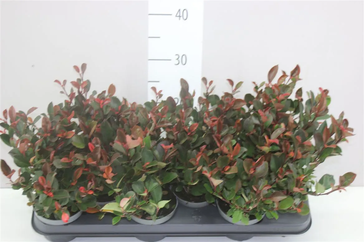 Photinia Fraseri 'little Red Robin' • črepník 11 cm
