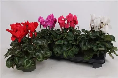 Cyclamen Gr Gemengd • črepník 13 cm