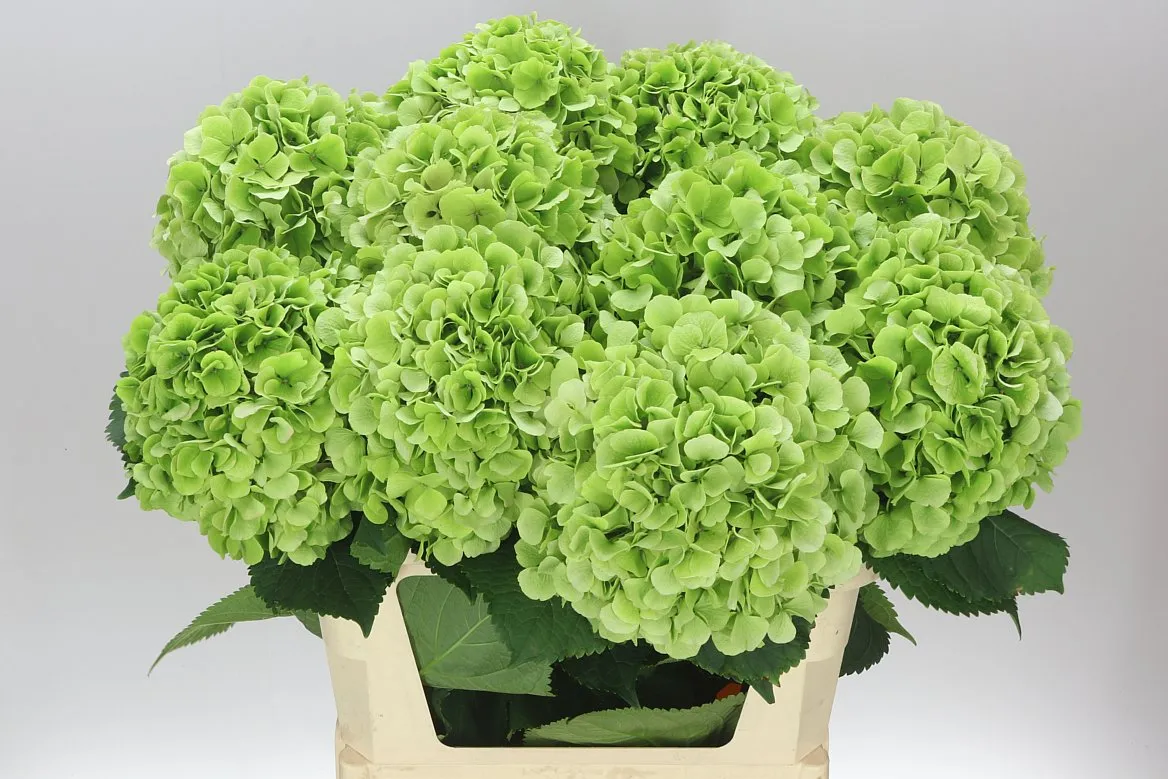 Hyd Verena Green Classic • 80 cm