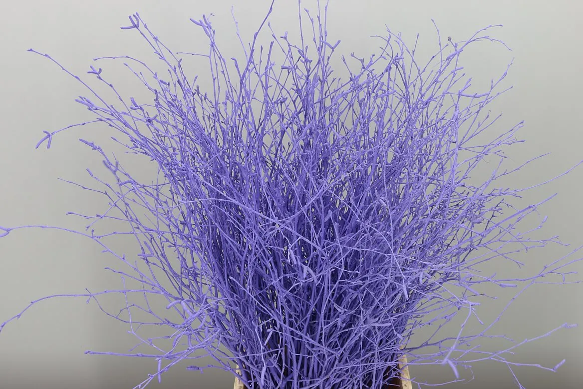 Breza Milka • 70 cm