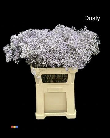 Gypsofila Xlence Dusty Pastel Milka • 80 cm