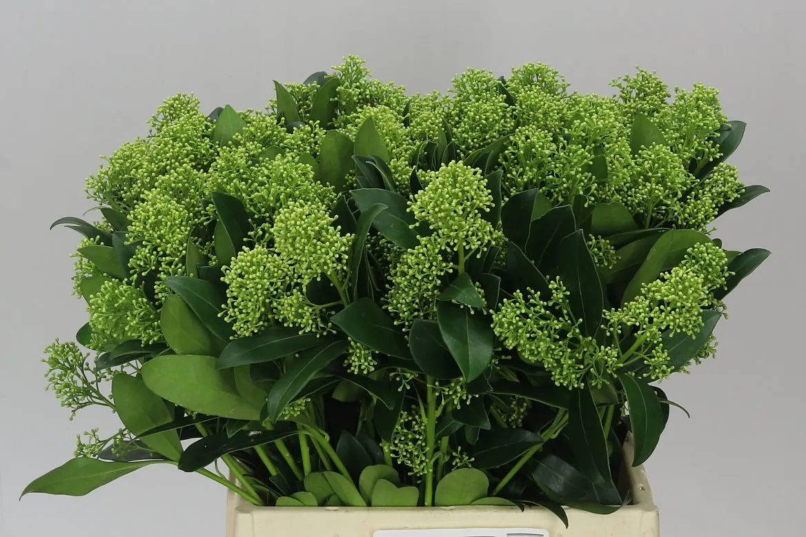 Skimmia J Frank White • 45 cm