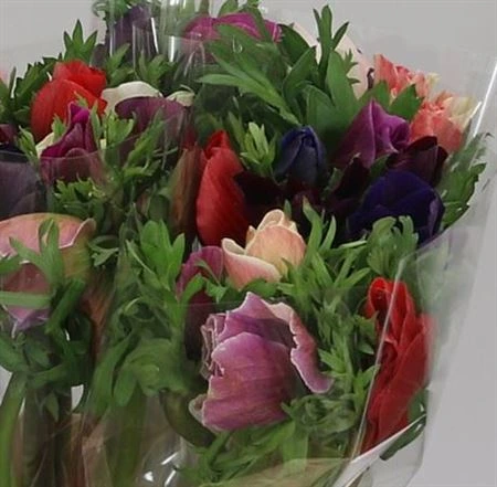 Anemonen Mistral mix • 40 cm