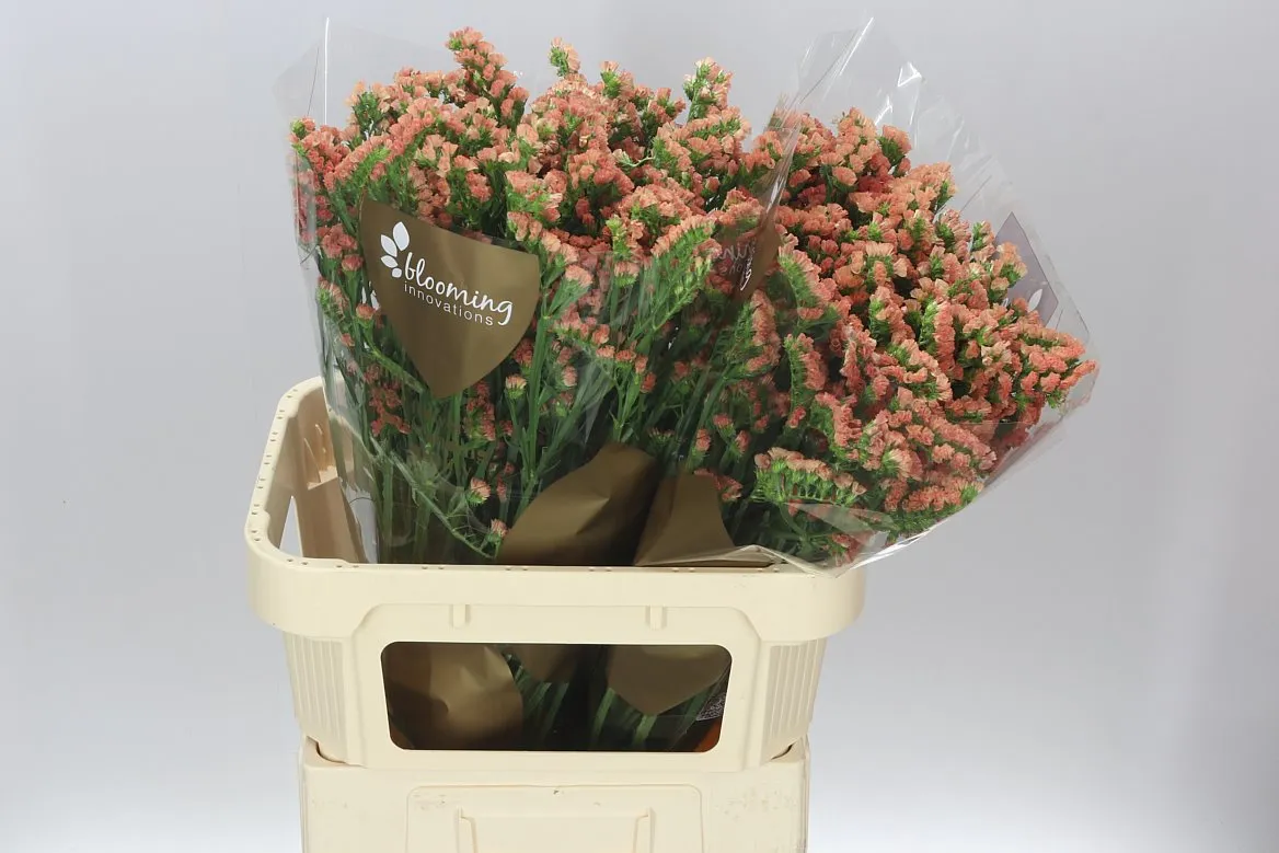 Lim. S Royal Orange • 80 cm