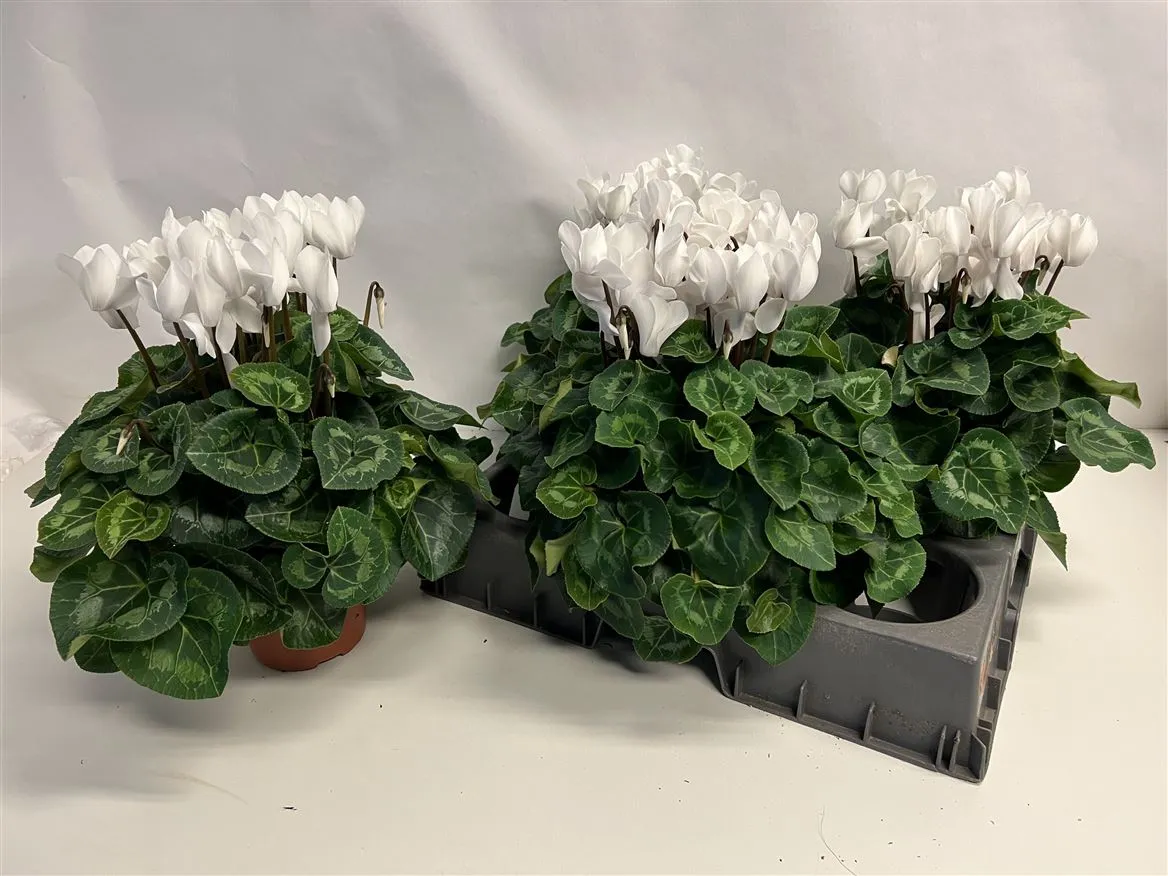 Cyclamen Gr S S Xl Wit • črepník 15 cm