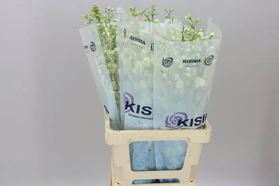 Delph El Guardian White • 70 cm