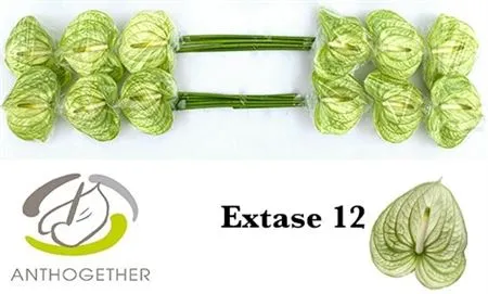 Anth Extase