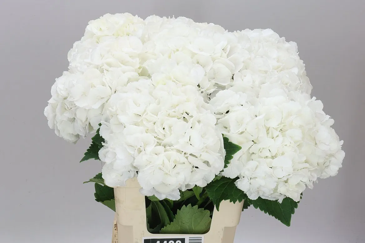 Hortenzia Princes White • 60 cm