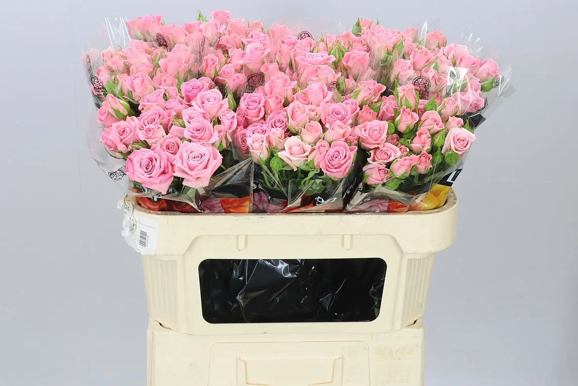 Rosa Tr Odilia X5 • 70 cm