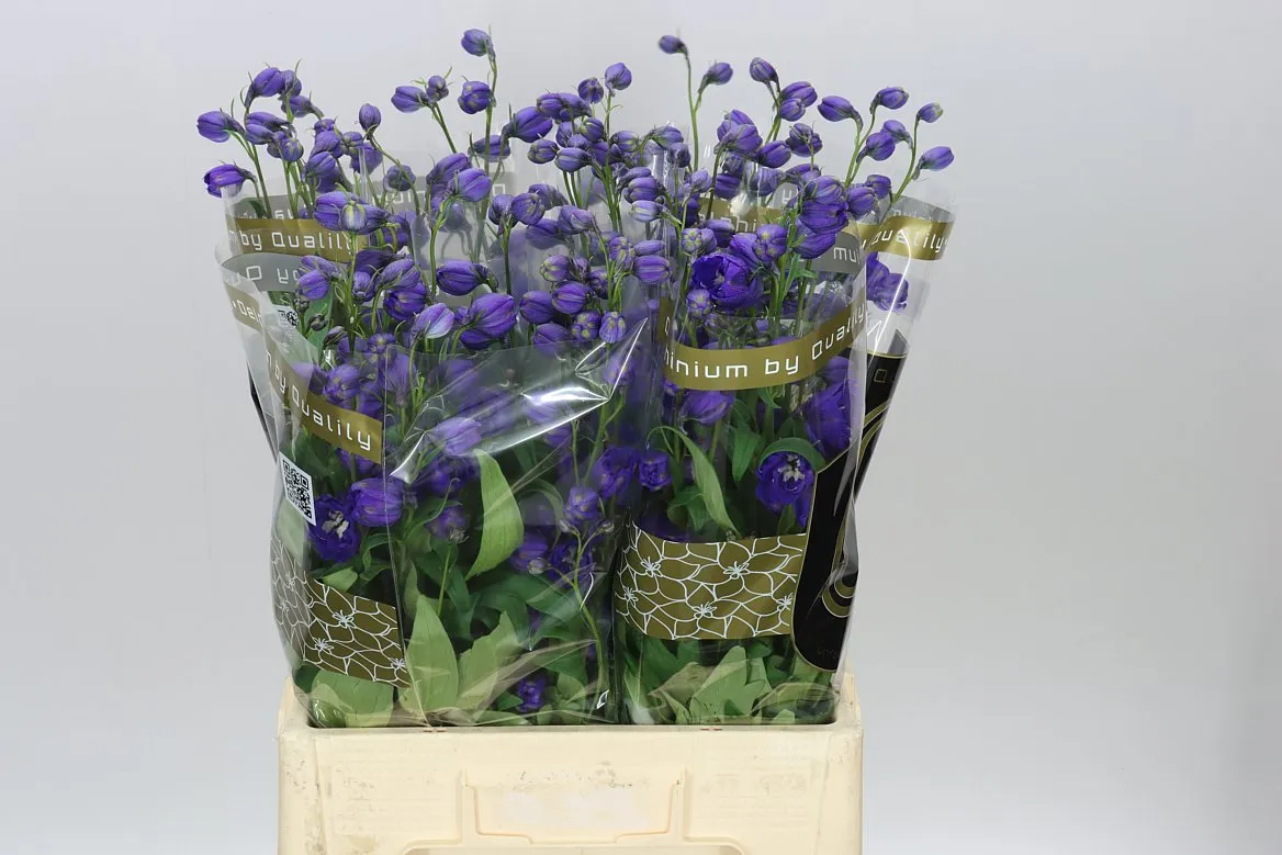 Stračonôžka Elatum Emerald • 70 cm