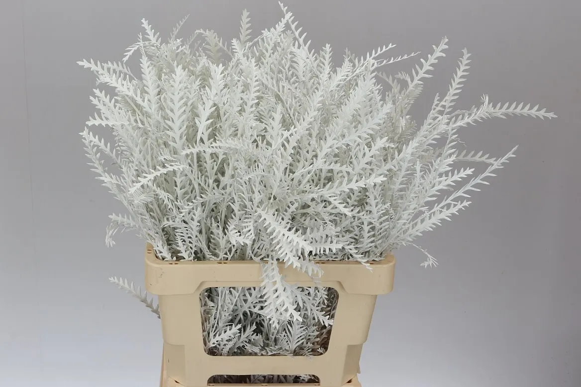 Ivanhoe White • 60 cm