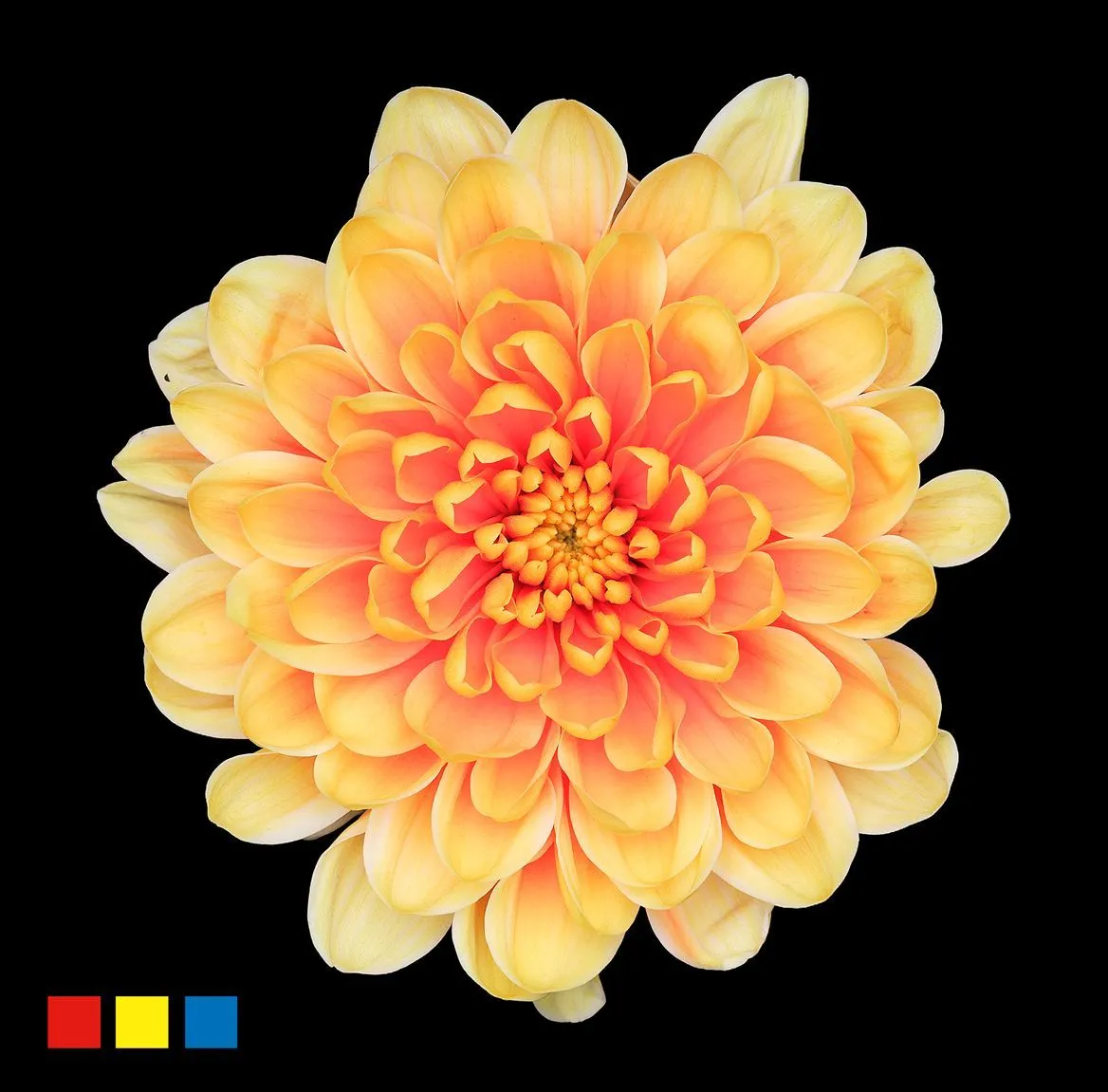 Chryzantéma trsová Altaj Sunshine • 70 cm