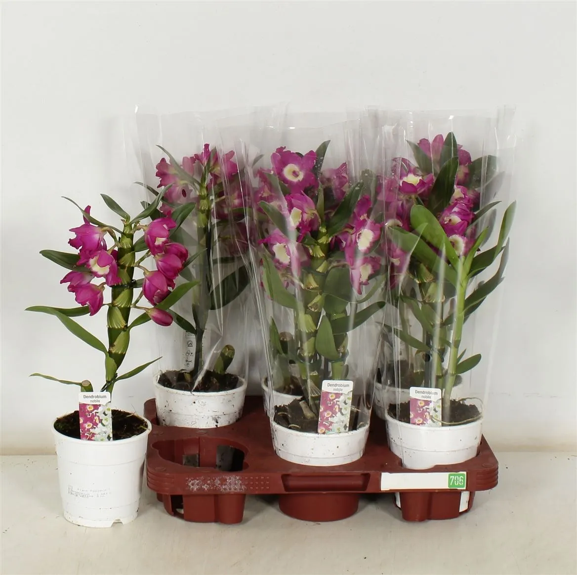 Orchidea Dendrobium Nobilee Lila 4+, 1 výhon • črepník 12 cm