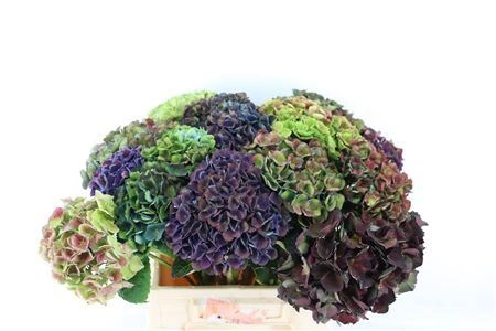 Hortenzia mix France • 45 cm