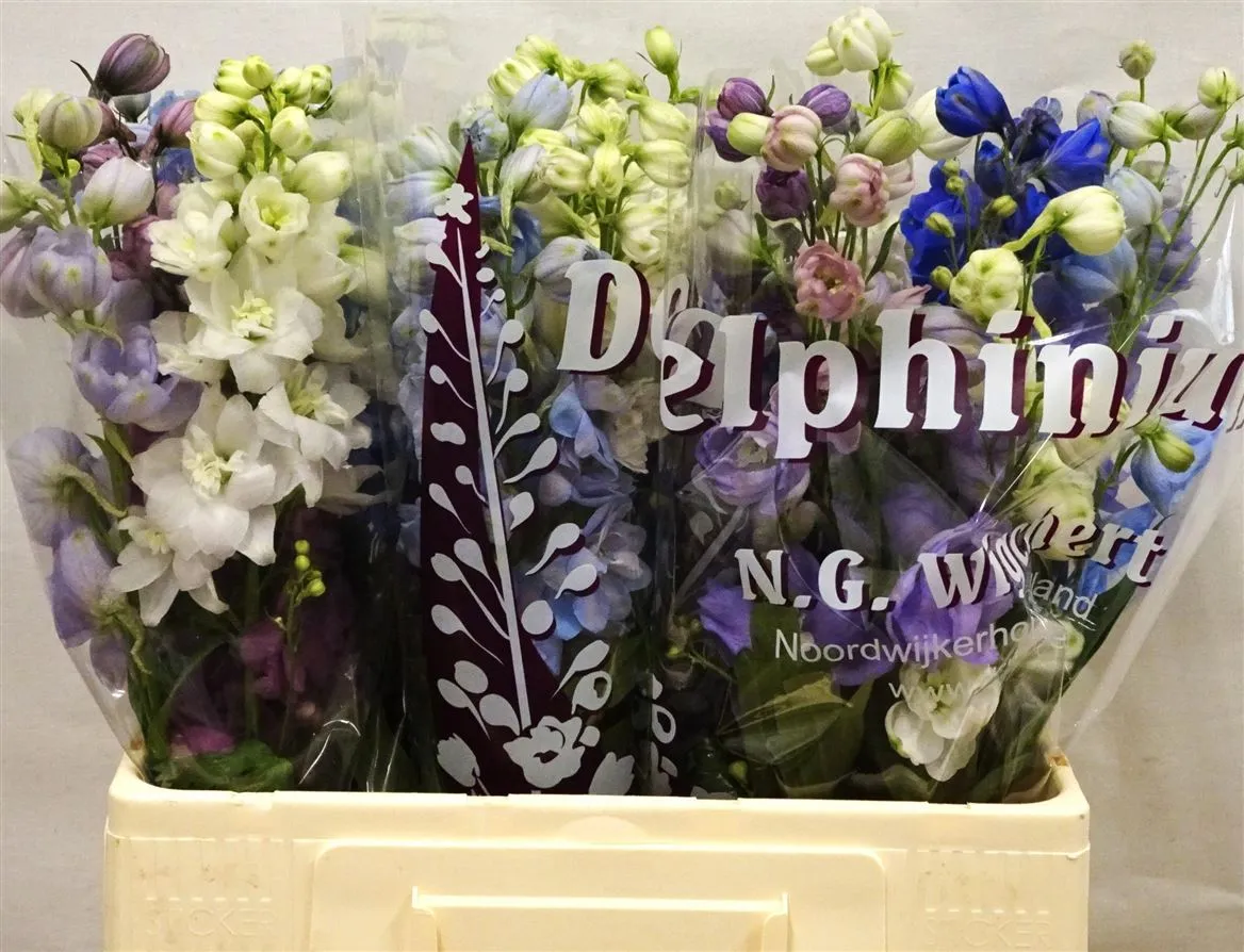 Delph El Mixed • 60 cm