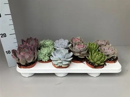 Echeveria Gemengd • črepník 11 cm