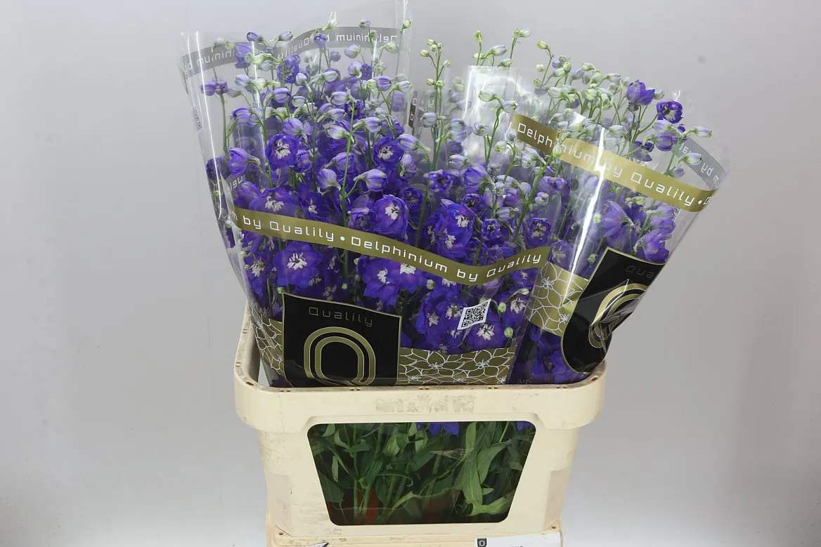 Stračonôžka Elatum Emerald • 90 cm
